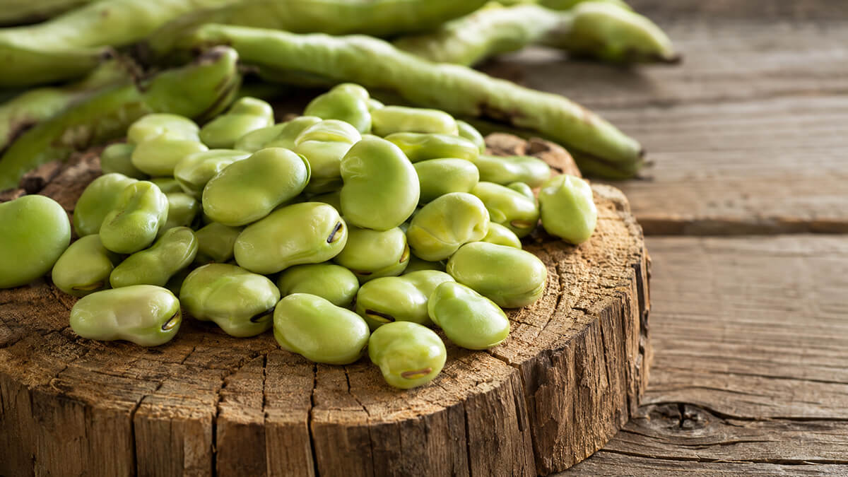 Fava protein z fazolí Fava